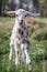 White goatling with sand brown spots