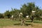 White goats in an Argan tree