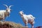 White Goats with a Blue Sky