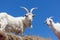 White Goats with Blue Sky