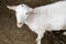 White goats in the enclosure, breeding of small cattle