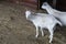 White goats in the enclosure, breeding of small cattle