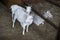 White goats in the enclosure, breeding of small cattle