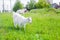 White goats family grazing at sunny pasture