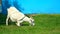 White goats grazes in meadow. Eat green grass. Farm animal. Agruculture. garden eat grass and apples. Scratching his