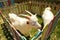 White goats in green grassy dutch meadow behind wooden fence in the netherlands . A photograph of a white goat in a cage