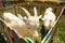White goats in green grassy dutch meadow behind wooden fence in the netherlands . A photograph of a white goat in a cage
