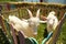 White goats in green grassy dutch meadow behind wooden fence in the netherlands . A photograph of a white goat in a cage