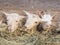 White goats with horns eat hay in a barn. Village, country concept