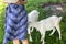 White goats outdoors near the woman. Girl in blue vintage dress. Rustic summer photo. Village nature