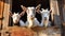White goats in a stall on a dairy farm.