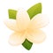 White gold plumeria icon, cartoon style