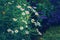 white golden garden daisy flowers on faded blurry green blue background. Dark art moody floral.