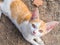 White Golden Kitten Lying on The Ground