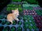 White Golden Kitty Sitting on The Trays of Plants