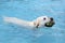 White golden labrador retriever swimming in swimming pool