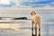 White golden retriever owner waiting on the seafront