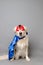 White golden retriever with a red hero mask and blue cape against a grey seamless background