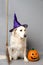 White golden retriever with a witch hat, broom, and jack o lantern against a grey seamless background