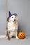 White golden retriever with a witch hat, broom, and jack o lantern against a grey seamless background