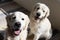 White golden retriver boys sitting on the balcony