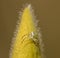 White goldenrod or flower crab spider Misumena vatia on a big hairy flower bud