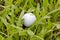 White golf ball drop in heavy rough