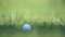 White golf ball lying on course grass, professional sport equipment, hobby