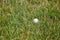 White Golf Ball in Rough Grass