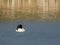 White goosander swims on a lake and looks for food