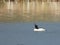 White goosander swims on a lake and looks for food