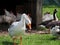 White Goose with Barn Full of Chickens