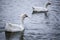 White goose bird river background