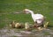 White goose with brood geese in a meadow