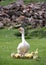 White goose with brood geese in a meadow