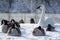 A white goose with Canadian geese and ducks in the river in the winter.