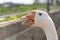 A white goose close-up, a head with an orange beak and a tongue with sharp teeth in a goose bird