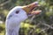 White goose close up,natural sunlight,uk.