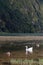 White Goose with Ducks Swimming on Green Lake, Azores