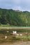 White Goose with Ducks Swimming on Green Lake, Azores