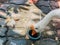 White goose eating food in a bowl