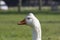 White goose, Emden goose, with orange beak and hump on the head