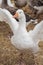 White goose flapping its wings