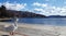 White goose in front of Kastoria town and the Orestiada lake in Greece