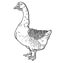 White goose, goose hand drawn, vector illustration sketch