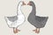 White goose, Grey goose, goose hand drawn, poultry