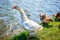 White goose on lake shore