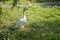 White goose in a major city urban park