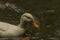 White goose near small pond in rainy autumn day
