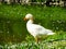 White goose with an orange beak and blue eyes stands in the sun in front of a greenish pond. Animal longing view over the lake.